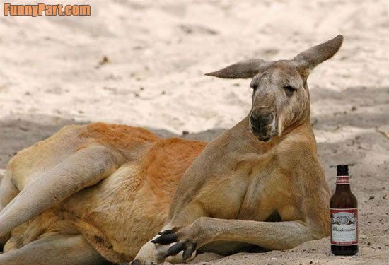 FunnyPart-com-drunk_kangaroo.jpg