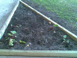 Rhubarb Garden Updated