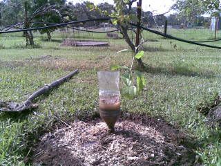 New Guava tree