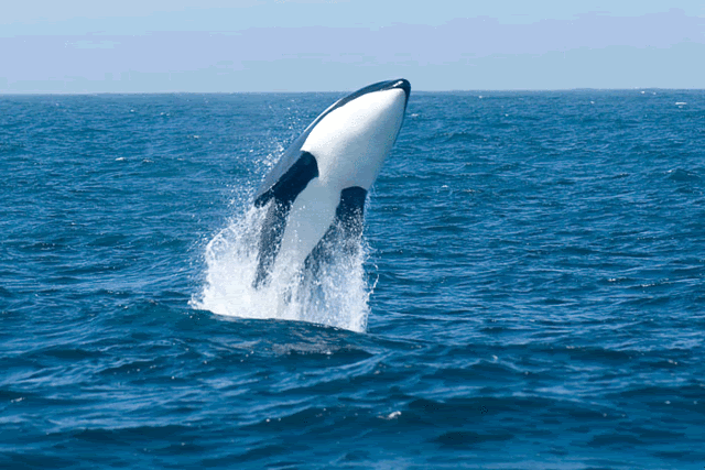 Resultado de imagem para baleia gifs