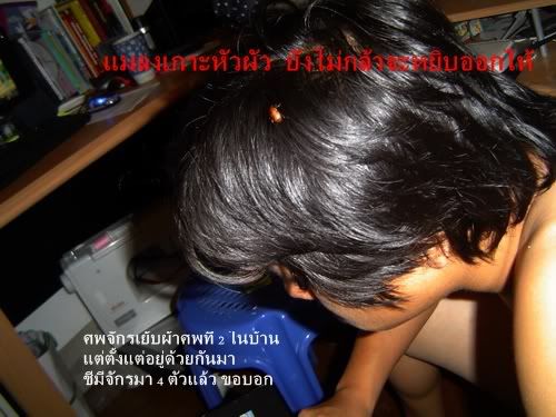 ตอบจดหมายนังเมีย