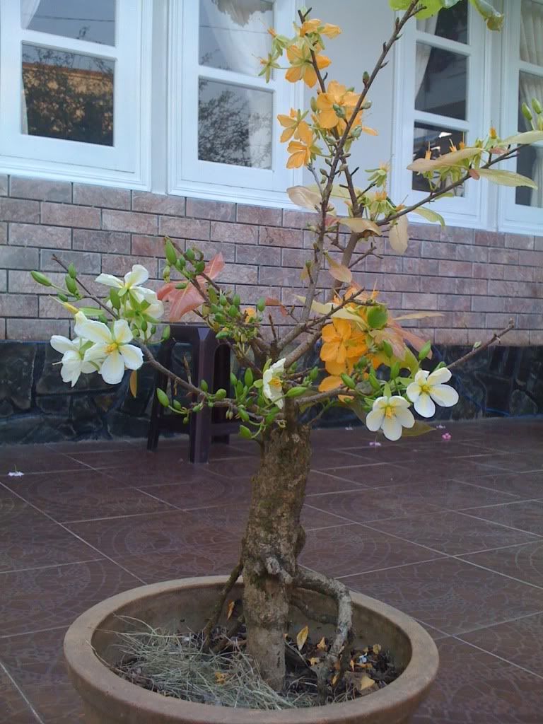 Nơi show hình mai vàng or đào Tết Tân Mão nhé a e. - 1