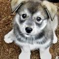 puppy Pictures, Images and Photos