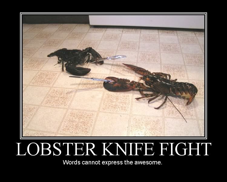 LOBSTER FITE Pictures, Images and Photos