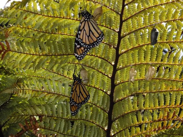 Monarchbutterflies2.jpg