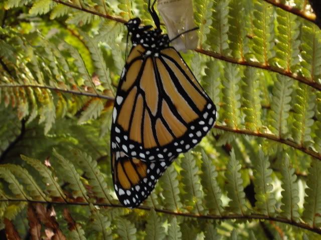 Monarchbutterflies3.jpg