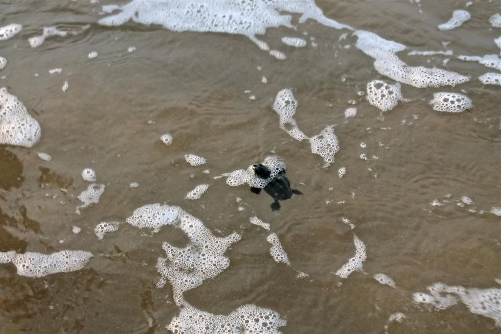 sea turtle release nebula in bloom