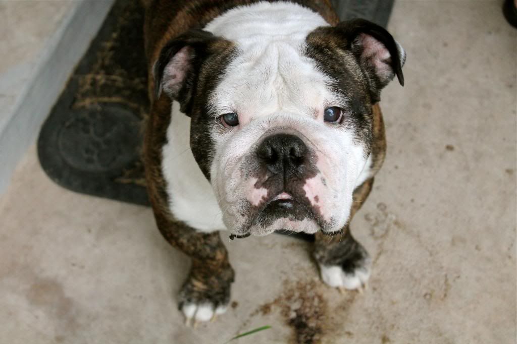 crusher bulldog nebula in bloom