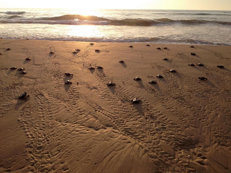 sea turtle release nebula in bloom