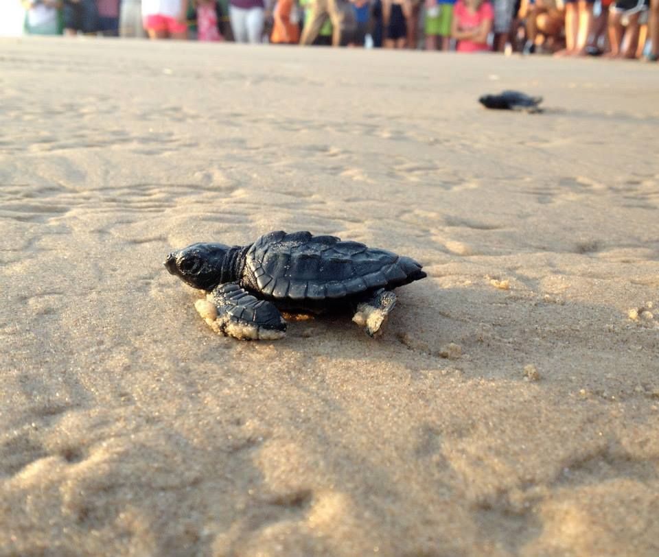 sea turtle release nebula in bloom