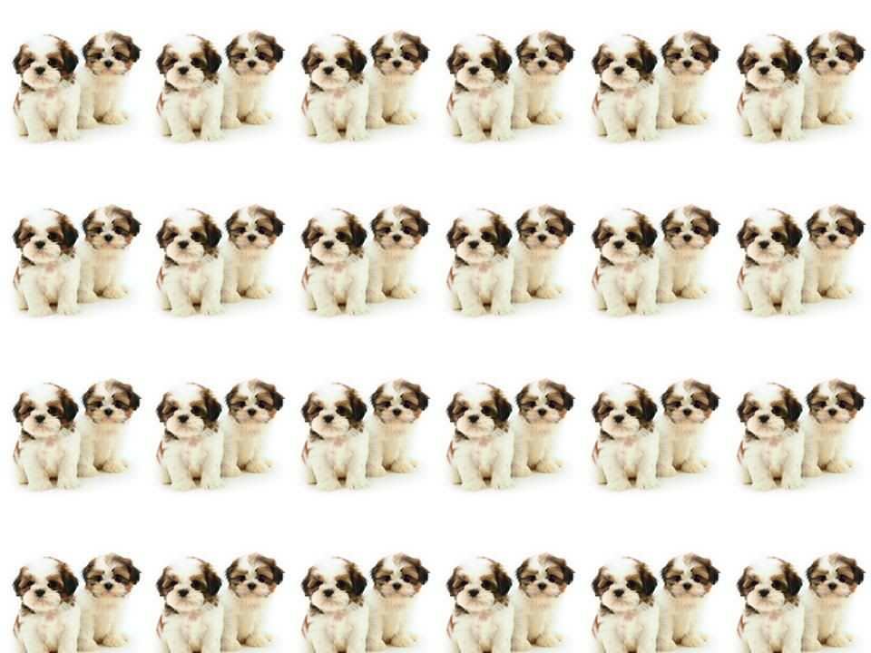 Cute+shih+tzu+puppies+wallpaper