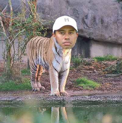 tiger6713.png