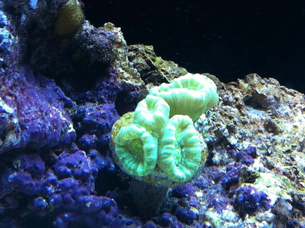 korallcandycane.jpg