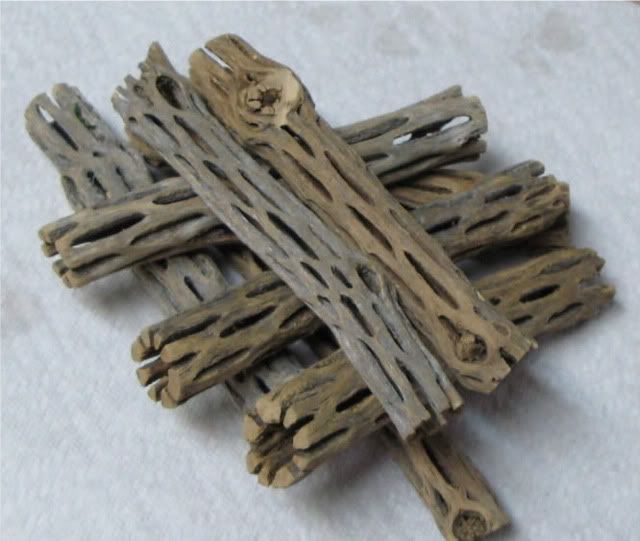 Pleco Chews Cholla cactus wood?