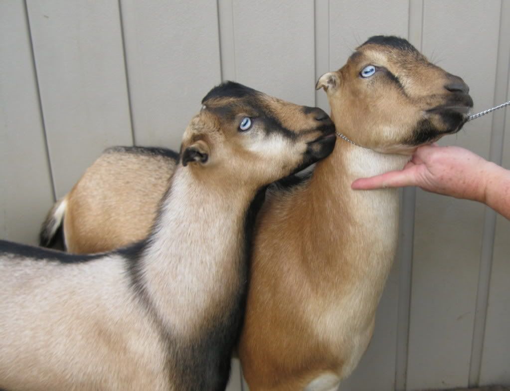 My kids. Missy just can't take a bad picture - Goats