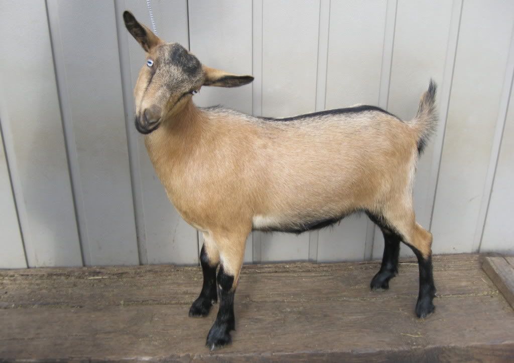 My kids. Missy just can't take a bad picture - Goats