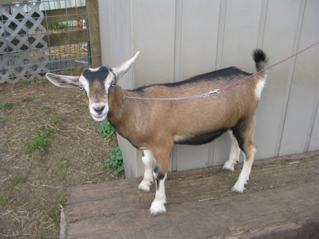 My kids. Missy just can't take a bad picture - Goats