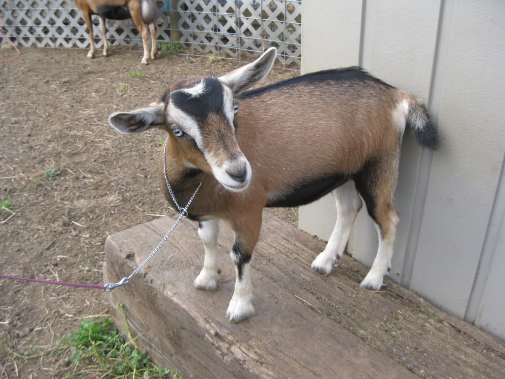 My kids. Missy just can't take a bad picture - Goats