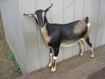 My kids. Missy just can't take a bad picture - Goats