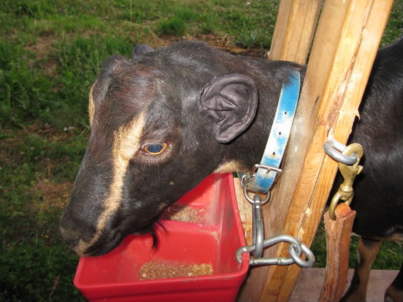 I can NOT believe I am posting this.. - Goats