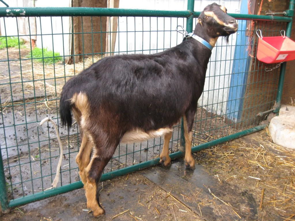 goat copper deficiency